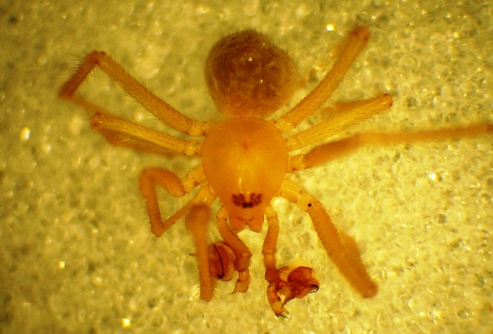 Nesticus Spider